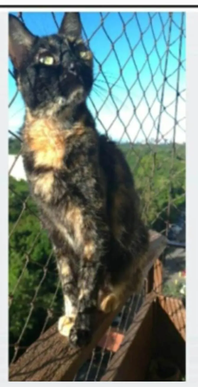 Gato ra a srd escaminha rosét  idade 5 anos nome MAG