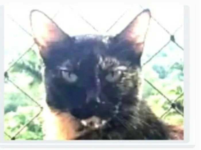 Gato ra a srd escaminha rosét  idade 5 anos nome MAG