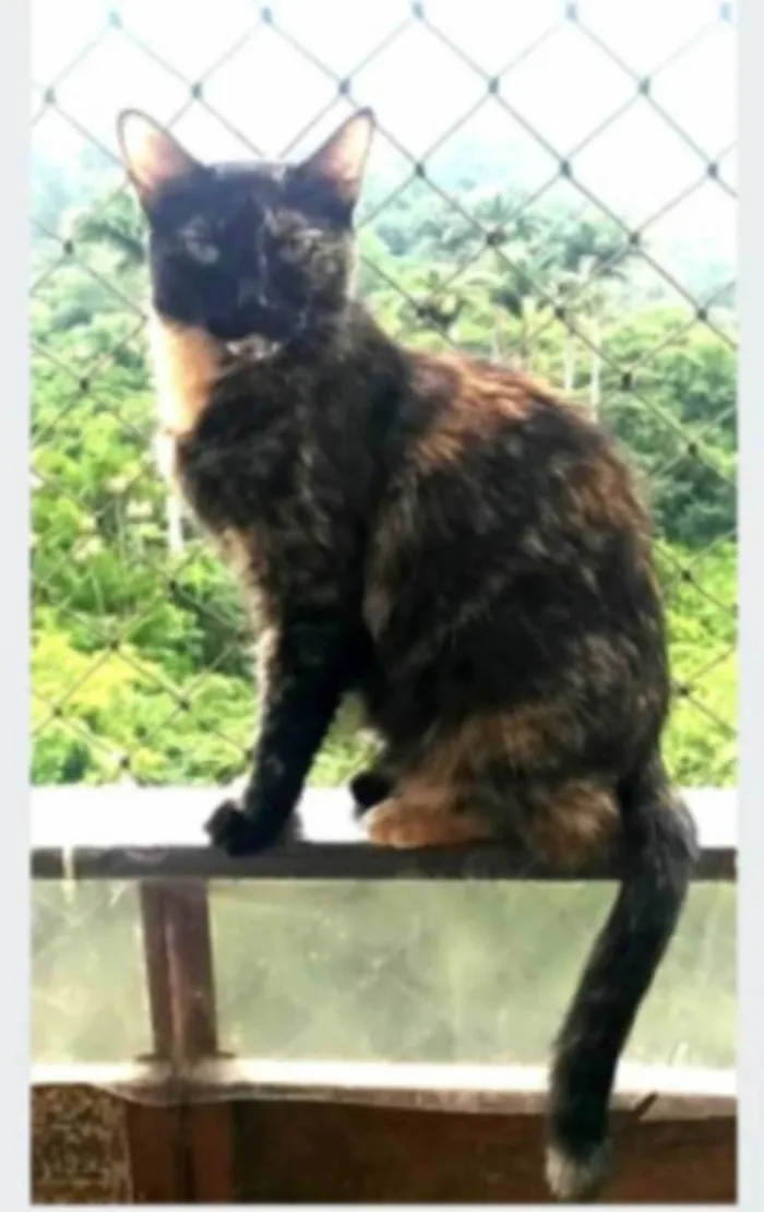 Gato ra a srd escaminha rosét  idade 5 anos nome MAG