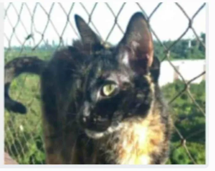 Gato ra a srd escaminha rosét  idade 5 anos nome MAG