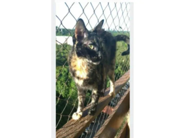 Gato ra a srd escaminha rosét  idade 5 anos nome MAG
