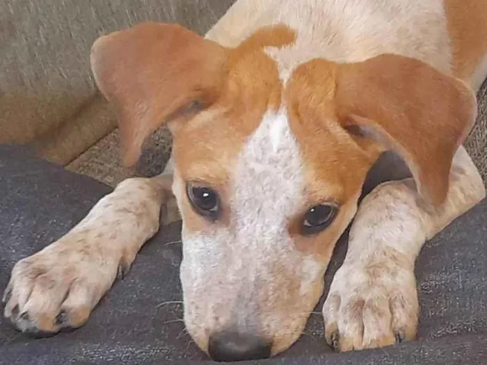 Cachorro ra a SRD-ViraLata idade 2 a 6 meses nome Paçoca 