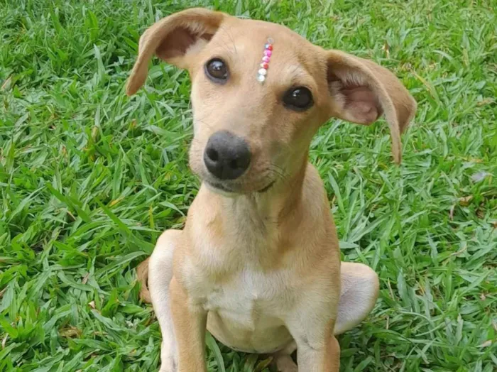Cachorro ra a SRD-ViraLata idade 2 a 6 meses nome Mel