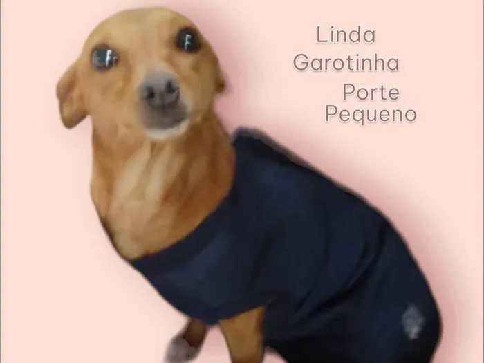 Cachorro ra a Pinscher idade 2 anos nome Megui