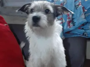 Cachorro raça SRD-ViraLata idade 1 ano nome Filo