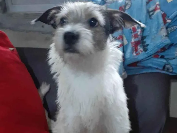 Cachorro ra a SRD-ViraLata idade 1 ano nome Filo
