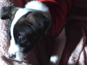 Cachorro raça SRD-ViraLata idade 2 a 6 meses nome FILÓ
