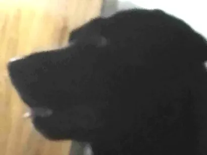 Cachorro raça Vira lata  idade 2 anos nome Draco