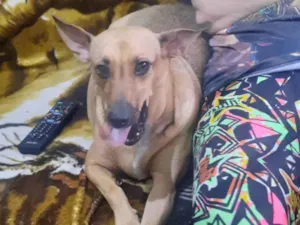 Cachorro raça SRD-ViraLata idade 1 ano nome Nina