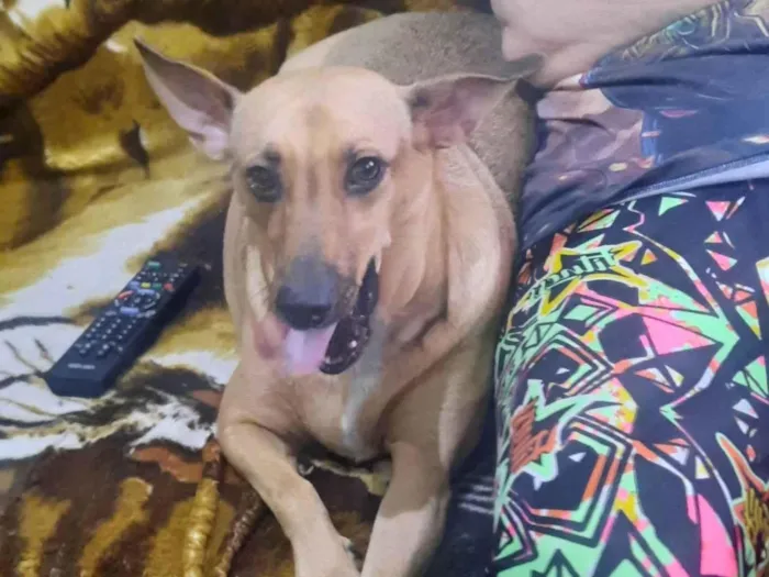 Cachorro ra a SRD-ViraLata idade 1 ano nome Nina