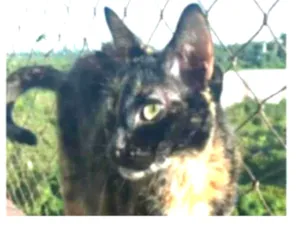 Gato raça srd escaminha rosét  idade 5 anos nome MAG