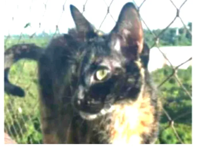 Gato ra a srd escaminha rosét  idade 5 anos nome MAG