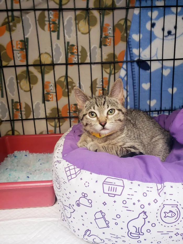 Gato ra a SRD-ViraLata idade 2 a 6 meses nome Magnum