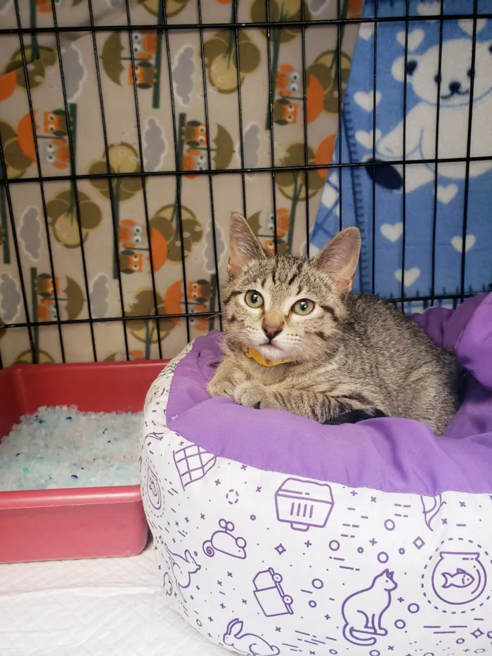 Gato ra a SRD-ViraLata idade 2 a 6 meses nome Magnum