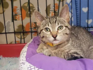 Gato raça SRD-ViraLata idade 2 a 6 meses nome Magnum