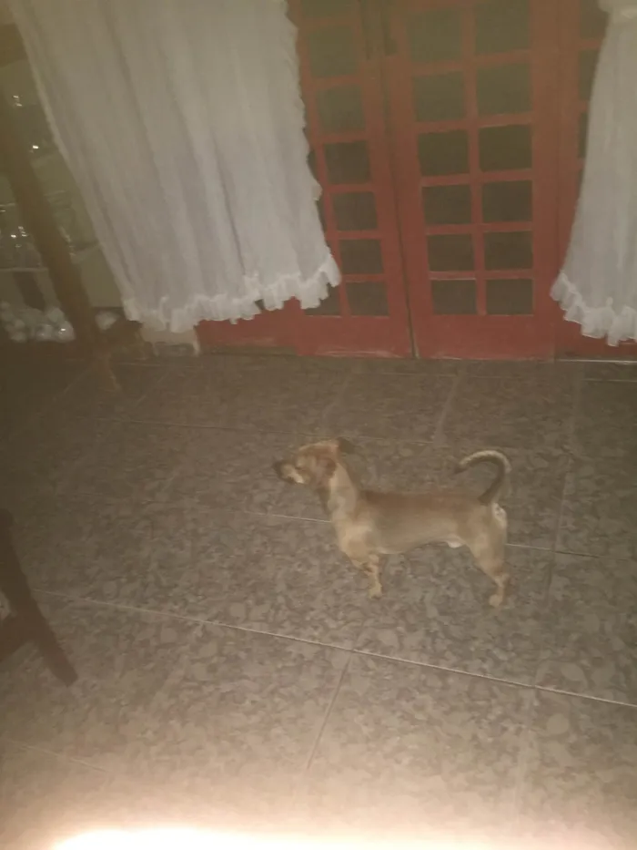 Cachorro ra a Salsicha idade 1 ano nome Bruno