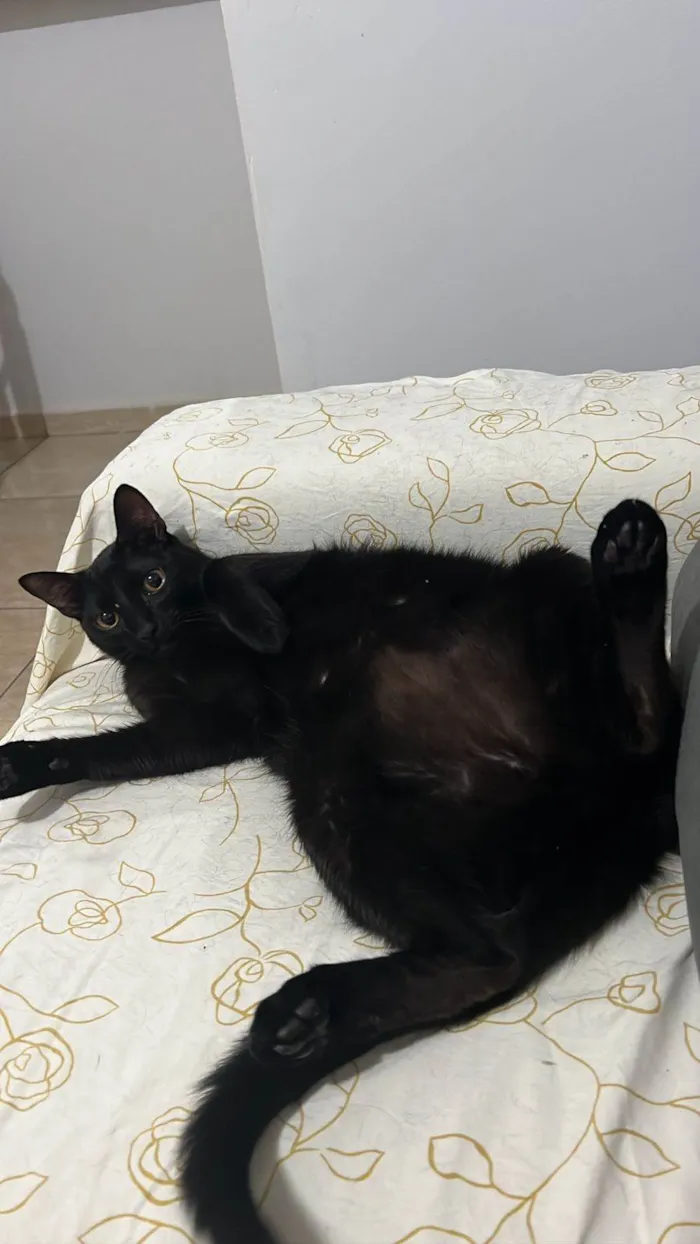 Gato ra a Sem raça idade 2 anos nome Ares