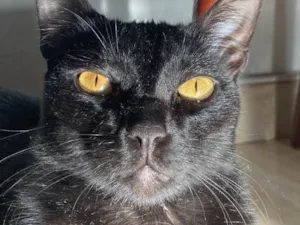 Gato raça Sem raça idade 2 anos nome Ares