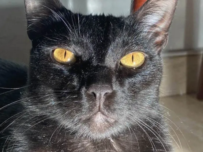 Gato ra a Sem raça idade 2 anos nome Ares