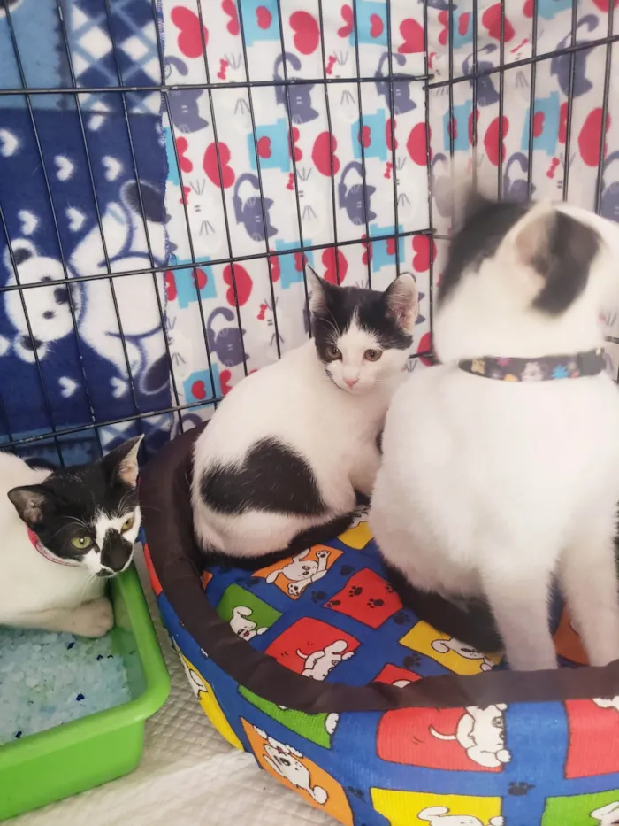 Gato ra a SRD-ViraLata idade 2 a 6 meses nome Baretta