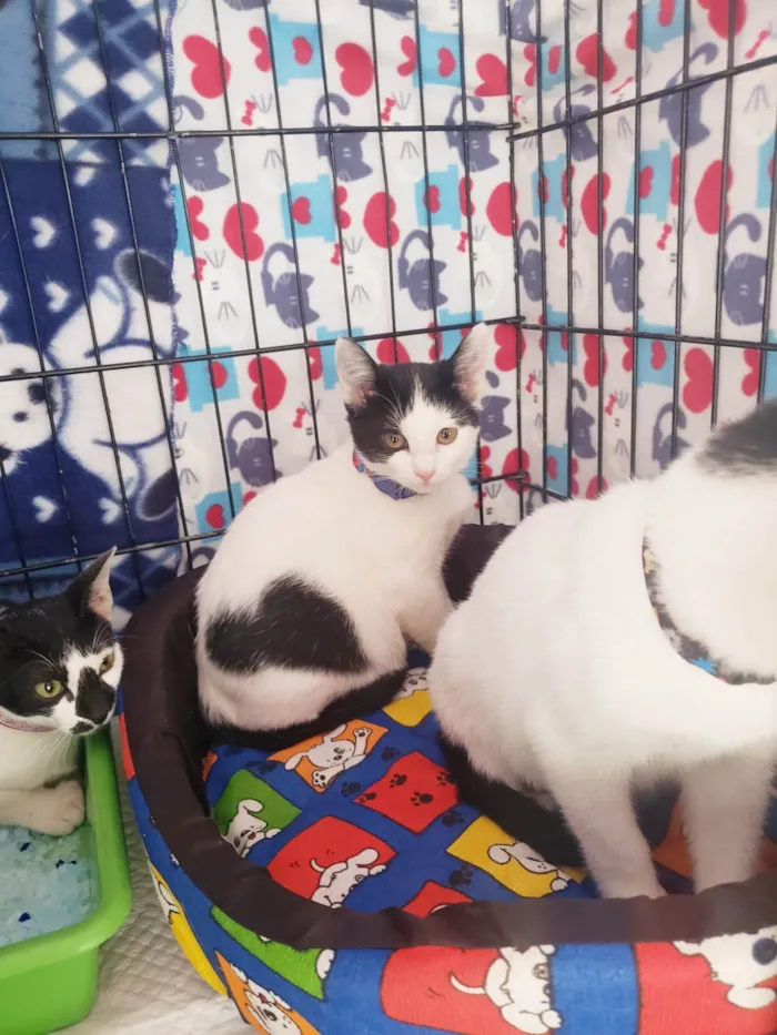 Gato ra a SRD-ViraLata idade 2 a 6 meses nome Baretta