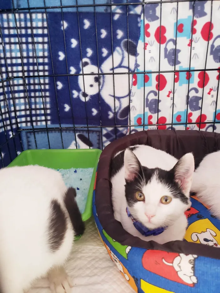 Gato ra a SRD-ViraLata idade 2 a 6 meses nome Baretta