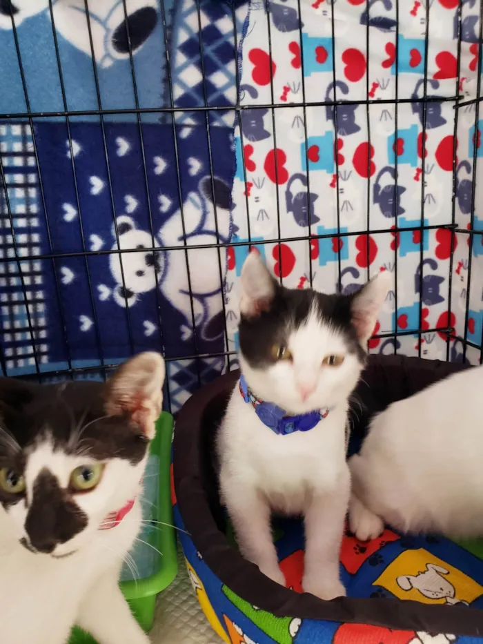 Gato ra a SRD-ViraLata idade 2 a 6 meses nome Baretta