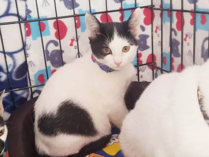 Gato ra a SRD-ViraLata idade 2 a 6 meses nome Baretta