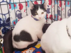 Gato raça SRD-ViraLata idade 2 a 6 meses nome Baretta