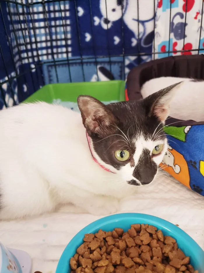 Gato ra a SRD-ViraLata idade 2 a 6 meses nome Penélope