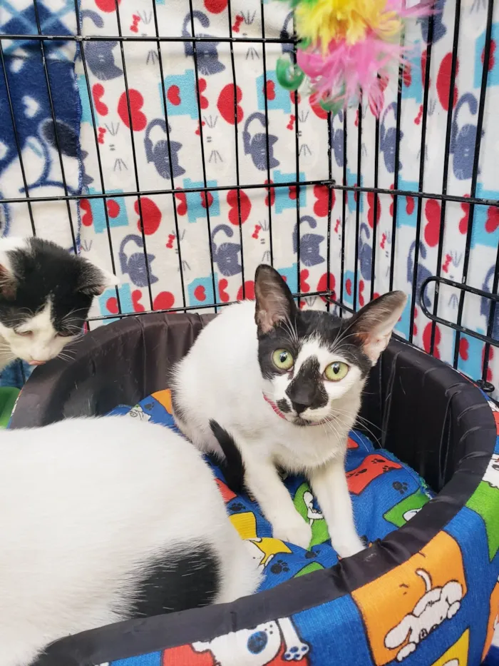 Gato ra a SRD-ViraLata idade 2 a 6 meses nome Penélope