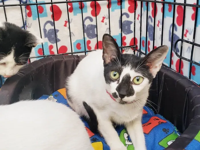 Gato ra a SRD-ViraLata idade 2 a 6 meses nome Penélope