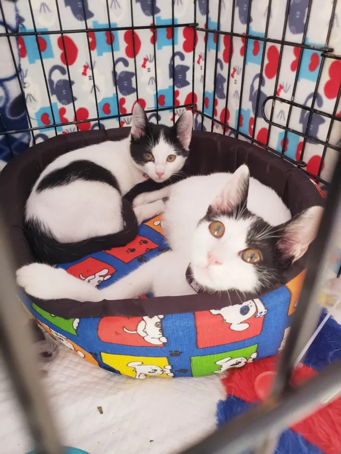 Gato ra a SRD-ViraLata idade 2 a 6 meses nome Baretta