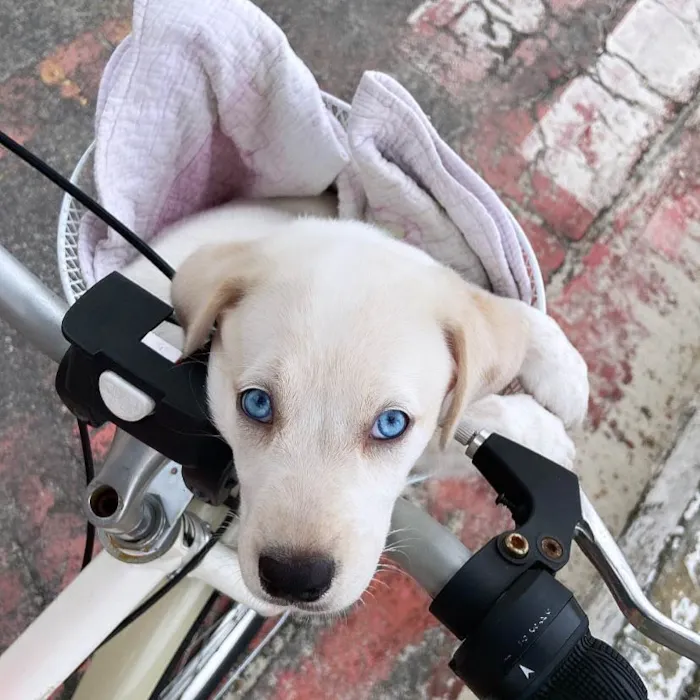 Cachorro ra a Vira lata  idade 7 a 11 meses nome Paquita 