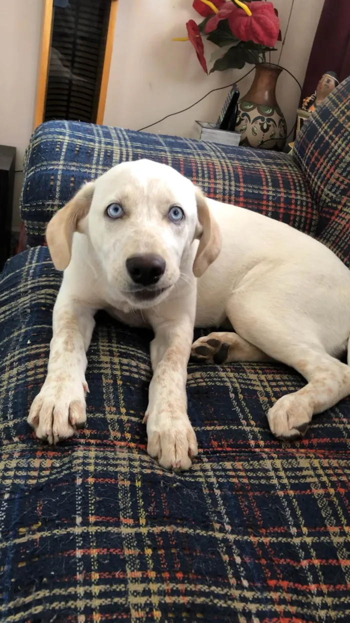 Cachorro ra a Vira lata  idade 7 a 11 meses nome Paquita 