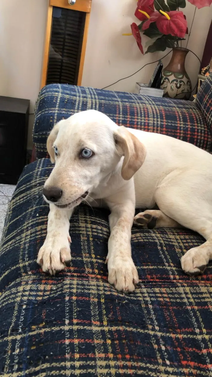 Cachorro ra a Vira lata  idade 7 a 11 meses nome Paquita 