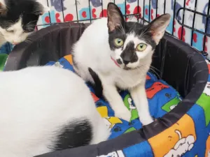 Gato raça SRD-ViraLata idade 2 a 6 meses nome Penélope