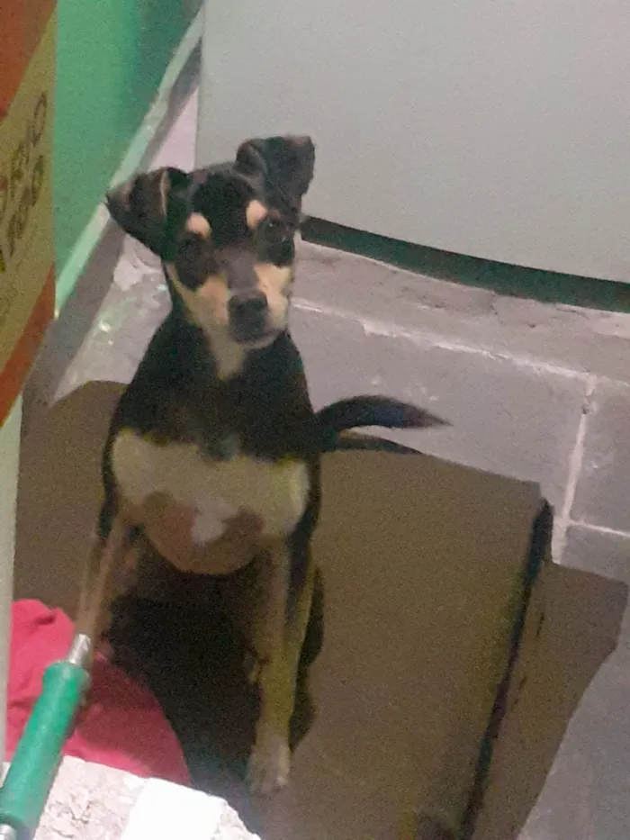 Cachorro ra a Pinscher, misturado idade 2 anos nome Billy