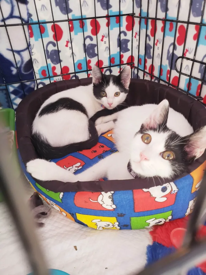 Gato ra a SRD-ViraLata idade 2 a 6 meses nome Columbo