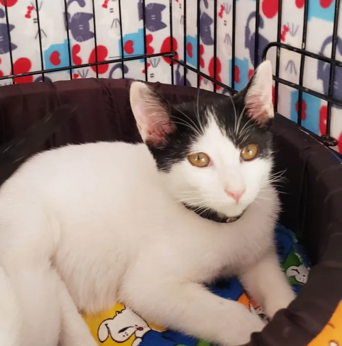 Gato ra a SRD-ViraLata idade 2 a 6 meses nome Columbo