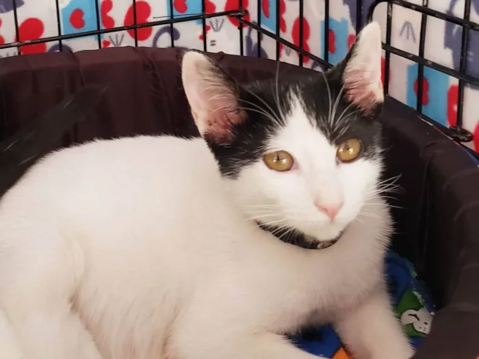 Gato ra a SRD-ViraLata idade 2 a 6 meses nome Columbo