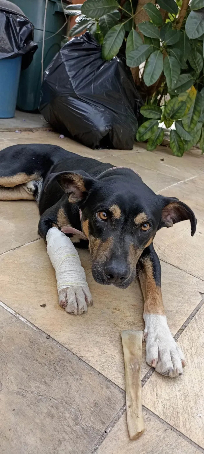 Cachorro ra a Srd idade 1 ano nome Ratão