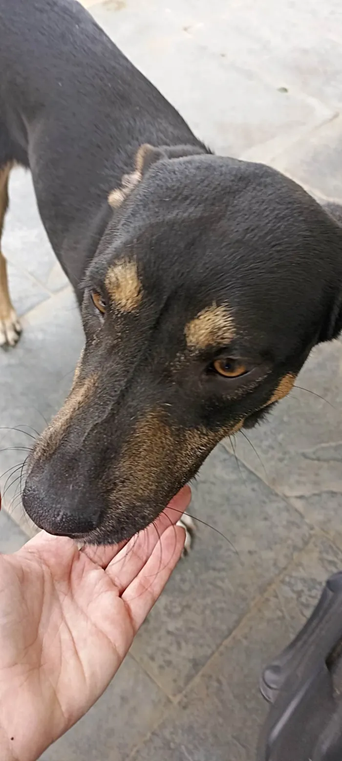 Cachorro ra a Srd idade 1 ano nome Ratão