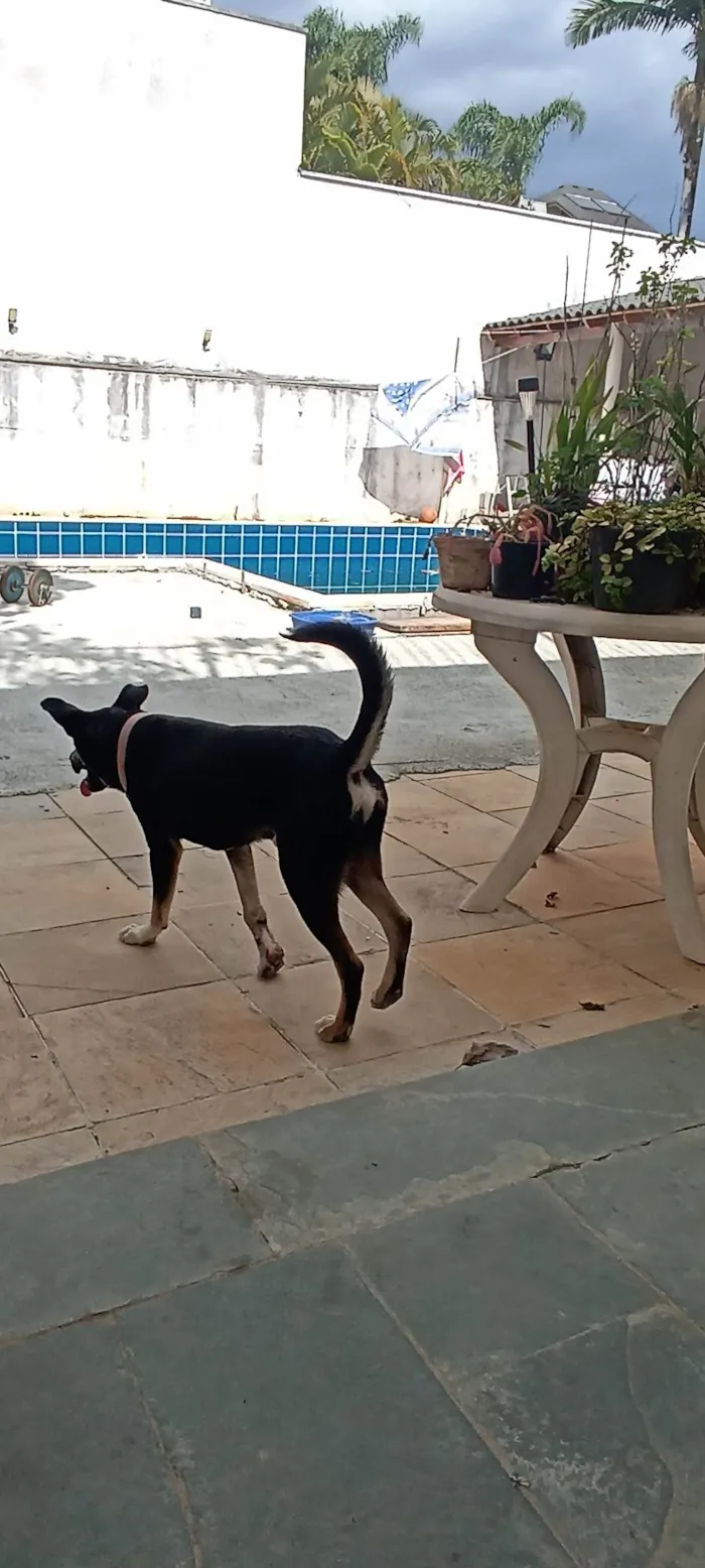 Cachorro ra a Srd idade 1 ano nome Ratão