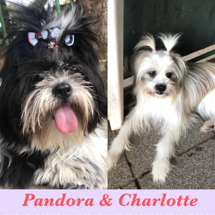 Cachorro ra a Shitzu e Lhasa  idade 3 anos nome Pandora e Charlotte 