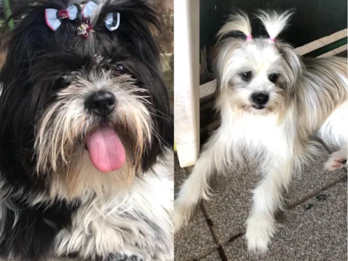 Cachorro ra a Shitzu e Lhasa  idade 3 anos nome Pandora e Charlotte 