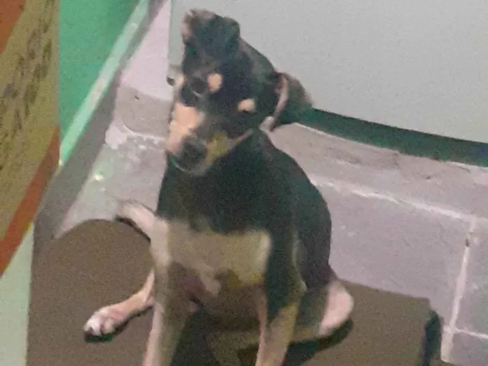 Cachorro ra a Pinscher, misturado idade 2 anos nome Billy