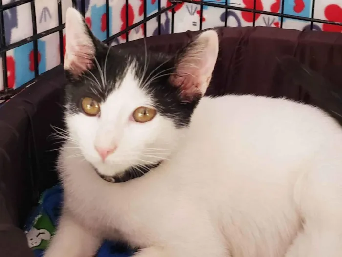 Gato ra a SRD-ViraLata idade 2 a 6 meses nome Columbo