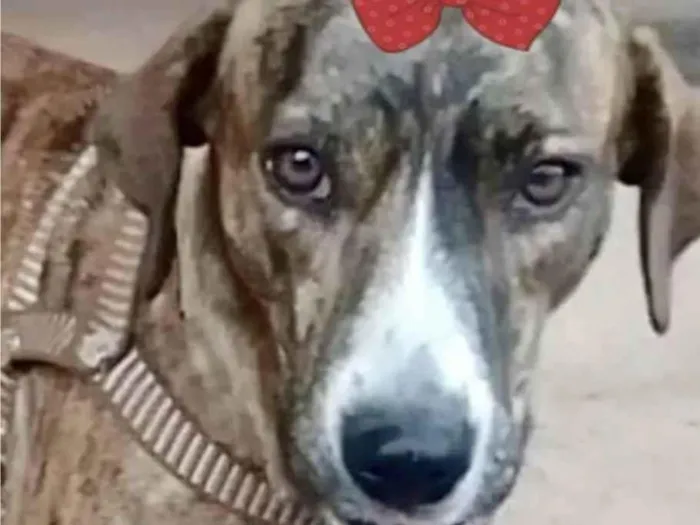 Cachorro ra a Mestica  idade 1 ano nome Tigresa 