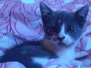 Gato raça SRD idade Abaixo de 2 meses nome Flavinha Adocao